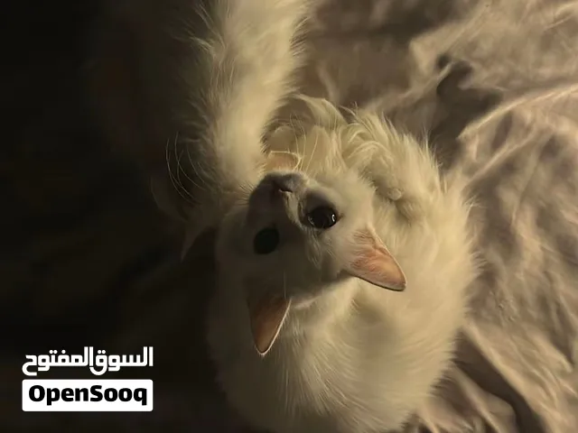 قطه للبيع