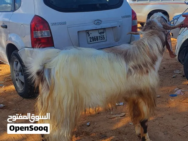السلام عليكم  انا عارض فقط.  فحل ماشاء الله  مهجن. كسره خشم ومد وعلض وقرن ماشاء الله مضمون بالموس  ض