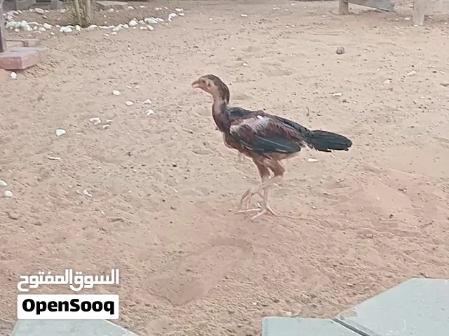 للبيع فروخ باكستاني ماديا