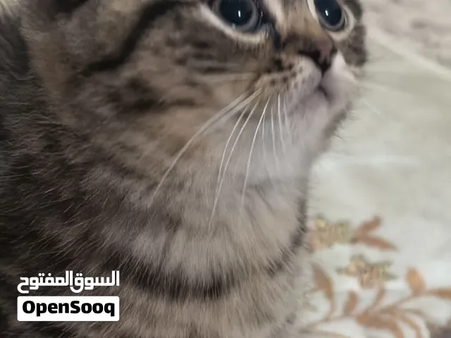 قطط سكوتش فولد 250ريالر