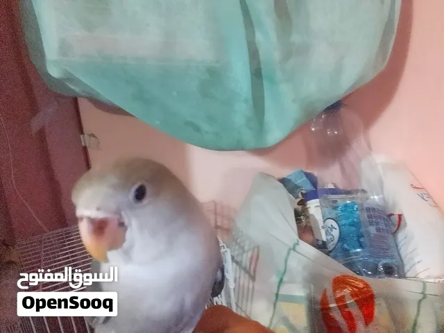 grey love birds 3 month no biting and full friendly playfull