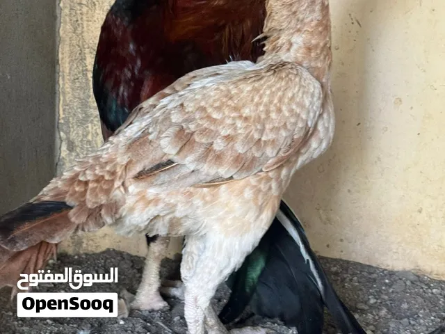 للبيع دجاج باكستاني
