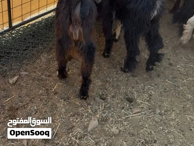 تيوس ذبايح