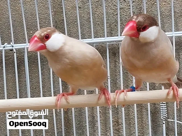 زوح جاوا للبيع او بدل ب كناري سورية أو زيبرا