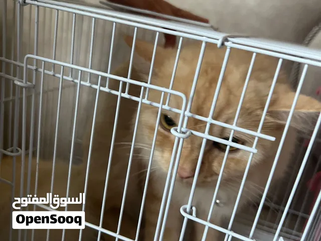 قطة أنثى شيرازي للبيع