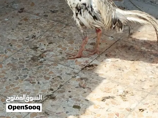 دجاج عرب أبو ركيبه ديك ودجاجة