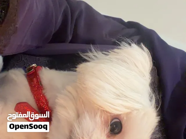 مالتيز maltese