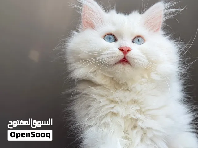 قطه شراري بيضاء