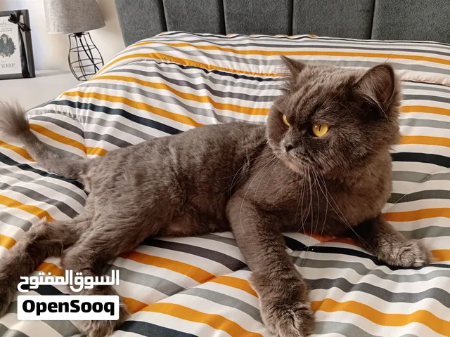 قط بريطاني للزواج British male cat for stud