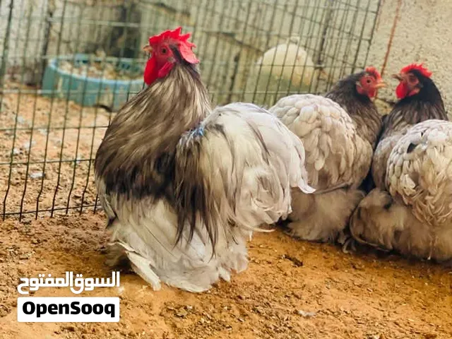 كوبية استرالي دم بيور