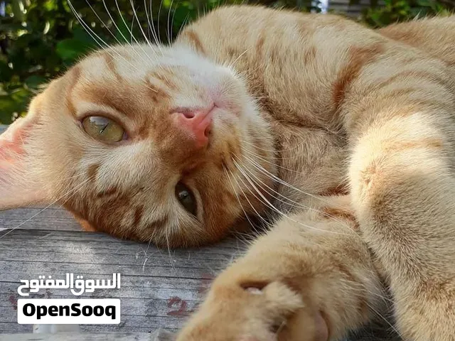 إعلان مميز للبيع: عنزات أطياب وبصحة ممتازة (لقطة للمربين والراغبين)