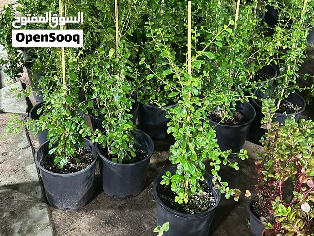 تنسيق حدائق الكويت