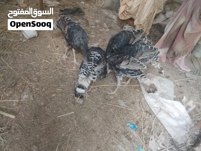 5 ذكوره فسيفس للبيع العمر 5 اشهر