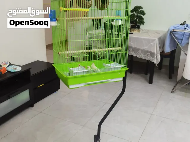 عصافير زيبرا عدد5