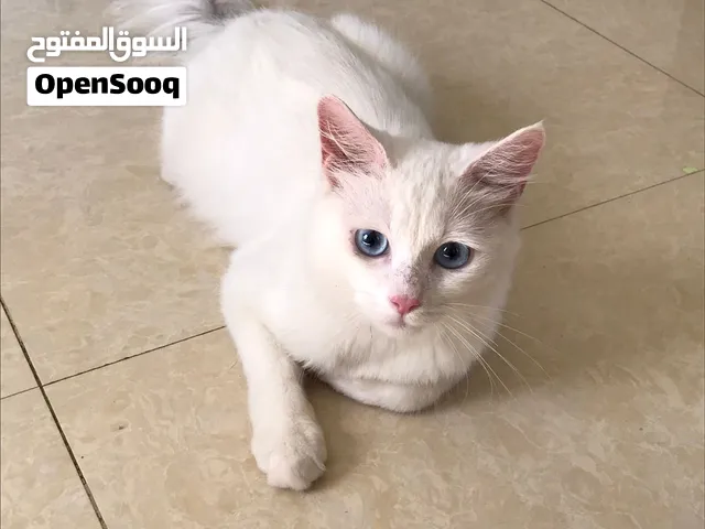عرض خاص من تاريخ النشر لمدة 3 ايام السنورتين مع بعض بـ 10 ريال فقط .. اخوان واحد ابيض و الثاني اسود