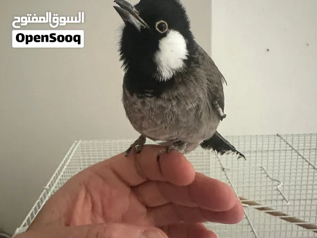 اقرا الوصف عدل للبيع بلبل ربوه حجم وصحه ممتازه 19 دك في مشكله بالجناح والرجل الاصابع مسكره بدون قفص