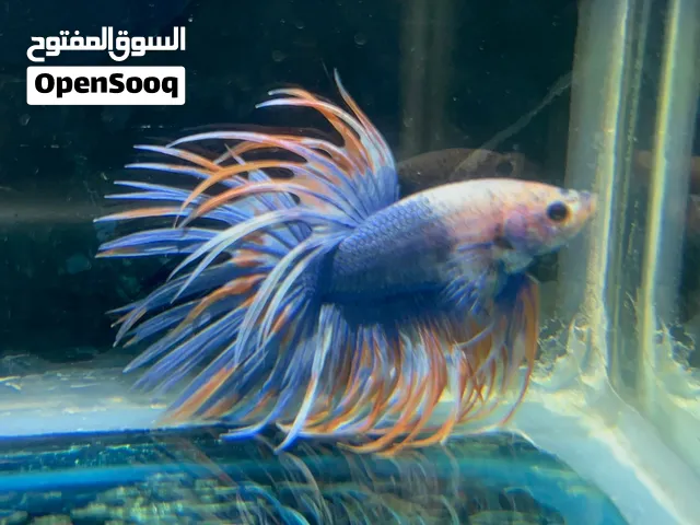 سمك فايتر جملة ونباتات واسماك مفترس وعادي