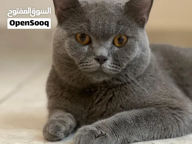 برتيش شورت هير للبيع