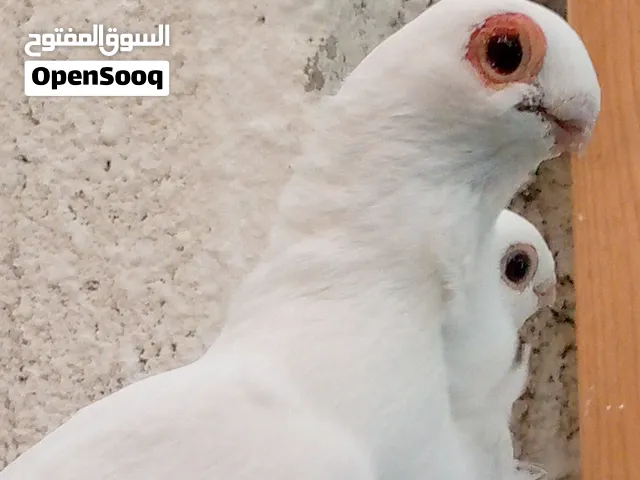 11حبه حمام بولندي