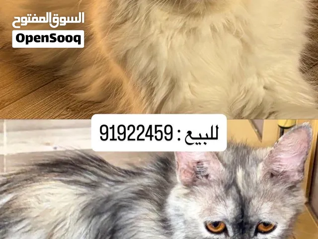 سنانيير شيرازيات للبيع يتوفر لدي اكثر من سنور وسنوره بمختلف الاعمار