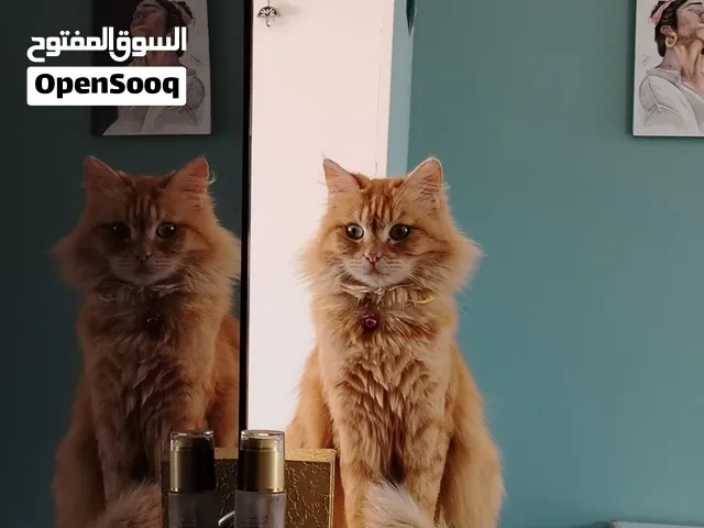 قطط شيرازي للبيع