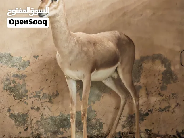 غزال الديماني ذكر