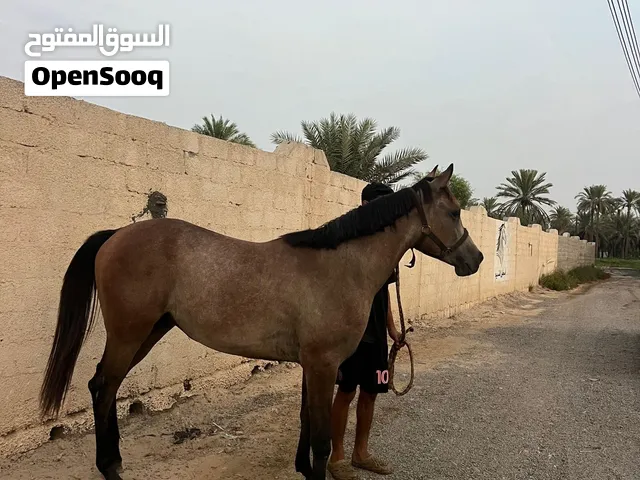 مهر مهجن العمر  سنتين بدون اطباع