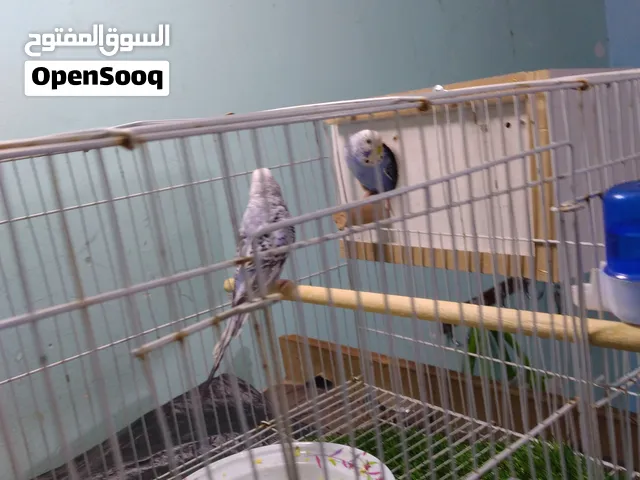 زوج طيور الحب مع القفص مزاويج  20