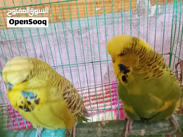 متاح زوج طيور حب انكليزي الخط الاول وملحقات بسم راعيهن طيور بزاره