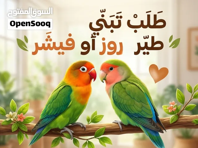 مطلوب طير روز ذكر للتبني