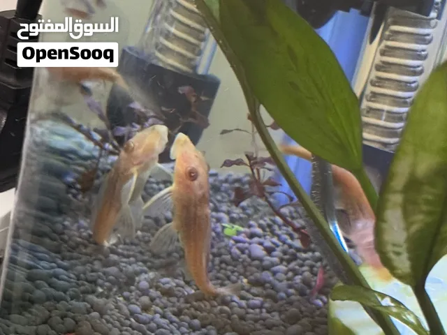 سمك بلدي مجاني