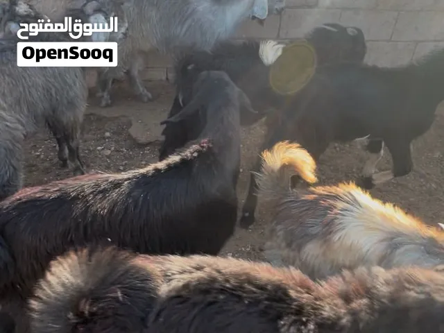 جديان لحم مسكرات تسكير الي بده النظيف