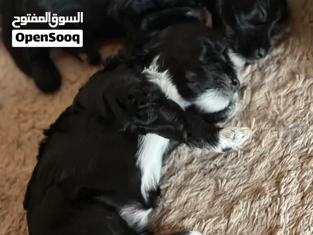 كلاب كانيش