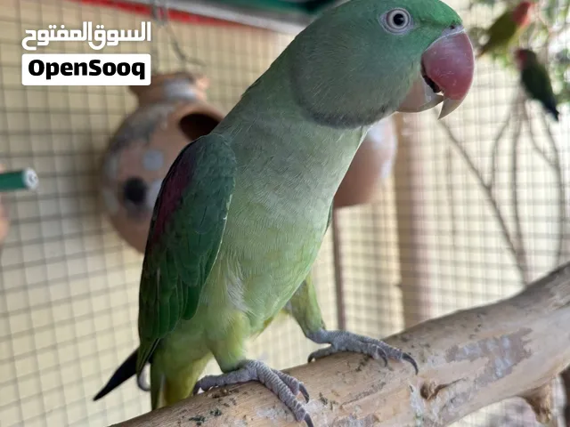 للبيع ذكر نيبالي أليف
