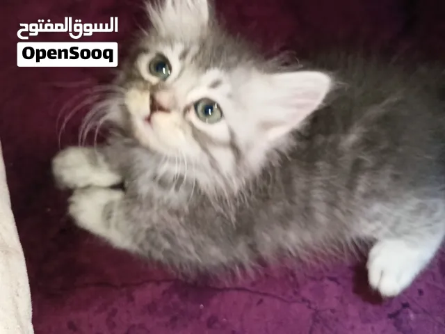 قط ولد 45يوم