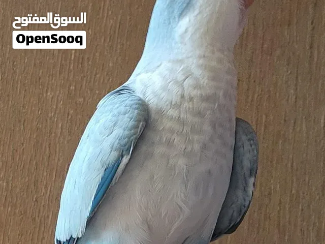ببغاء كويكر ابلين بلو