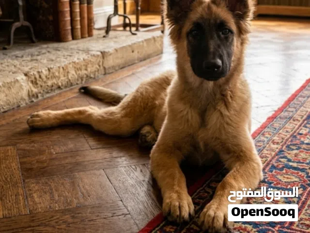 كلبه جيرمن شيبرد عمرها4اشهر ماخذه كل التطعيمات عظم عريض بوليسيه مع جميع اغراضها اقري الوصف بسعر عرطه