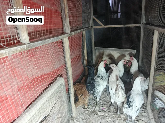 8دجاجات و ديج الديج توه يصيح و الدجاجات امايات ما عده 2 بعدهن شهر و يبيضن ابيعن شلعة وحده اقره الوصف