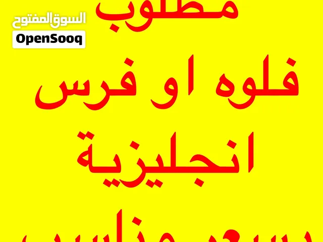 مطلوب فلوه او فرس إنجليزية