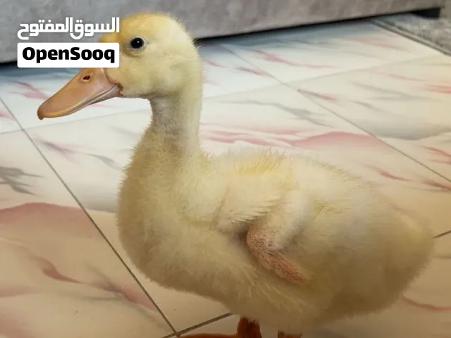 بطة عمرها 55 يومًا بصحة ممتازة، أليفة ونشيطة وتحب الي يربيها وما تفارقه