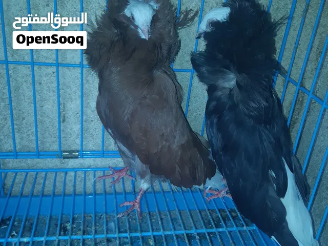 حمام جاكوبين زوج منتج / زوج مفتل منتج مع فرخه