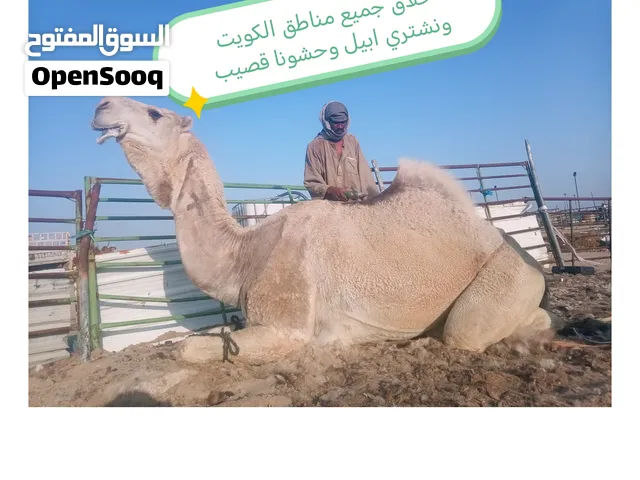 حلاقه وغسيل الابل