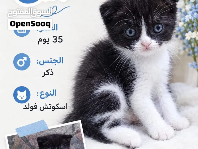 2 كيتن ذكور واحد اسكوتش فولد واحد شيرازي عمر 38 يوم