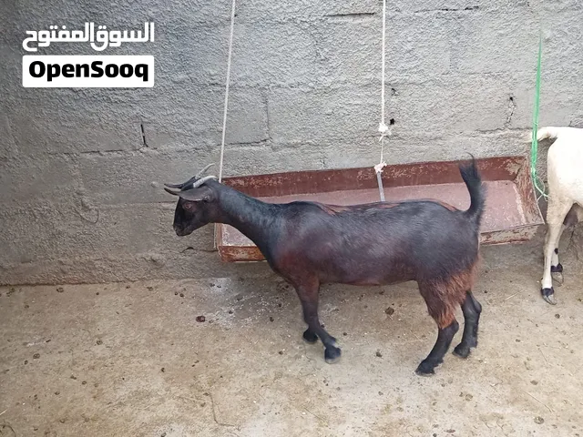 صخلات من حلال صلالي