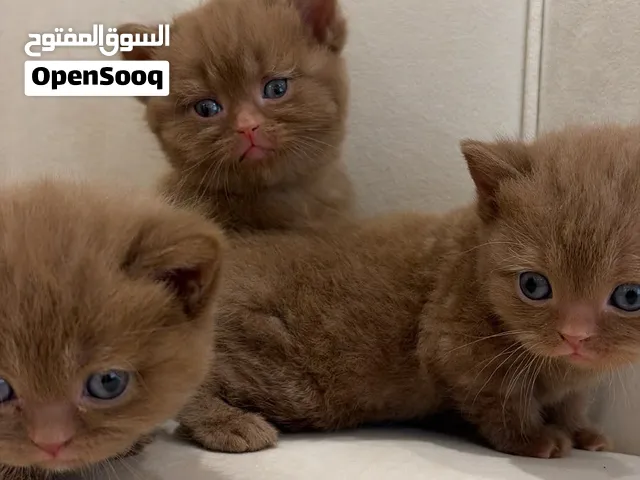 قطط جوكلت و برتش