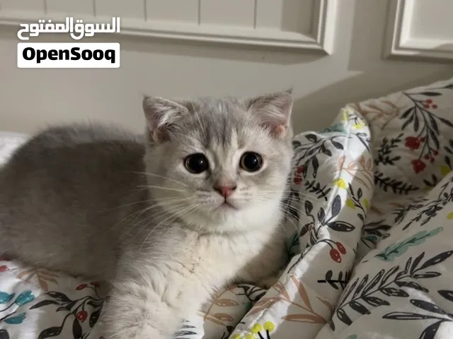 قطة سكوتش فولد