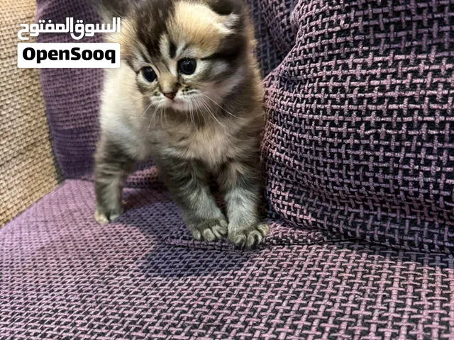 قطة للبيع بدون اغراض