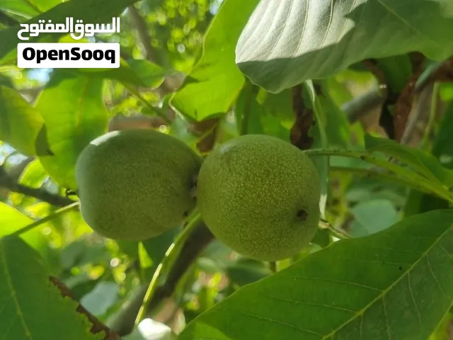 جوز اخضر بلدي