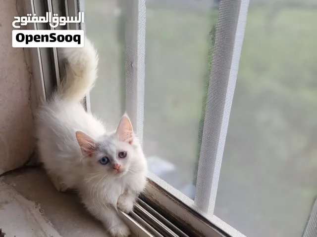 قطط لي بيع يوجود خدمات توصل يوجود معنا عرض لي فتره محدوده
