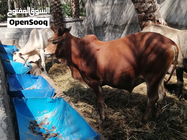 أبقار ثيران للبيع